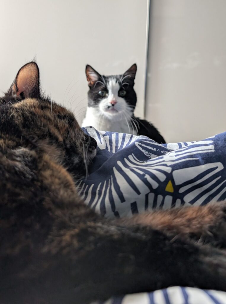 Zwei Katzen liegen auf einer Decke im Bett, die schwarz-weiße Katze schaut in die Kamera