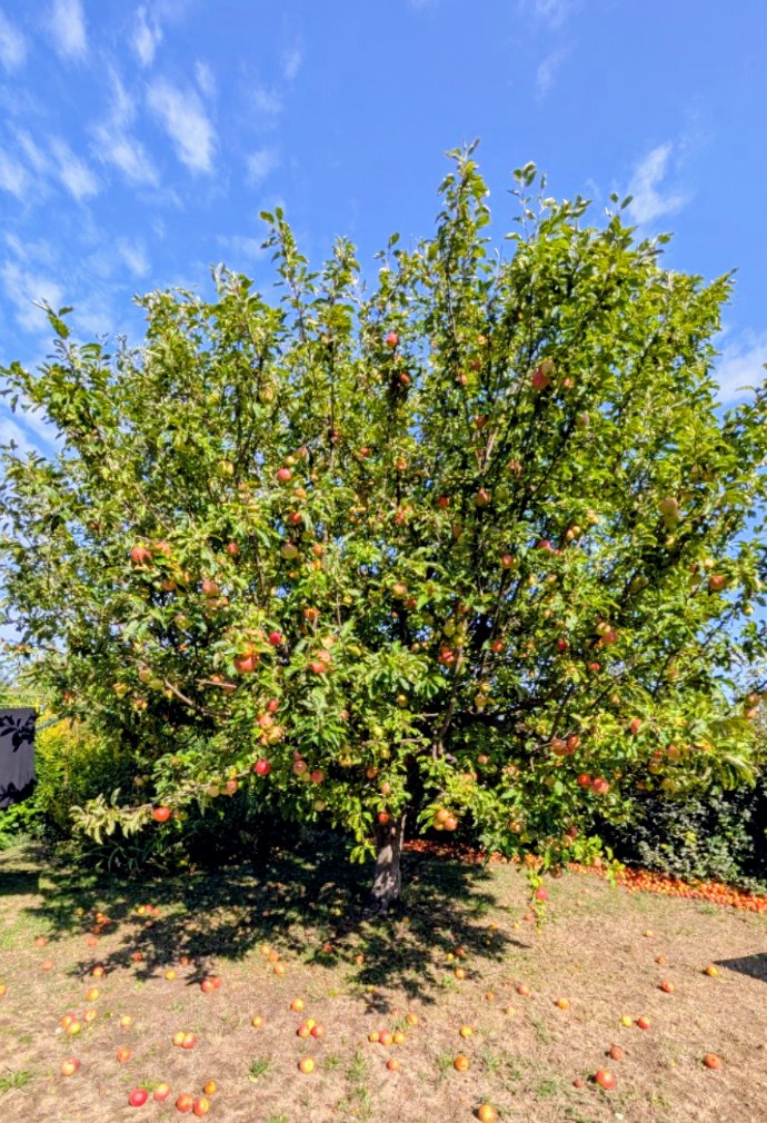 Apfelbaum voller roter Äpfel im Garten, darunter viel Fallobst auf der Wiese